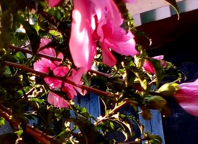 芙蓉花怎么养棒棒糖？芙蓉花怎么养？