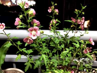 芙蓉花怎么养棒棒糖？芙蓉花怎么养？