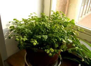 香菜怎么种得好又快，香菜怎么种得快又好？