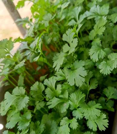 香菜怎么种得好又快，香菜怎么种得快又好？