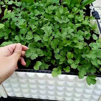 香菜怎么种得好又快，香菜怎么种得快又好？