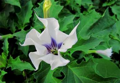 曼陀罗花语完整版，曼陀罗花语是什么意思？