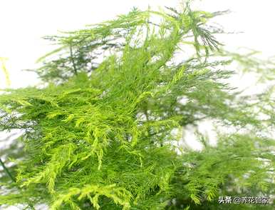 如何修剪文竹好看，如何修剪文竹好看