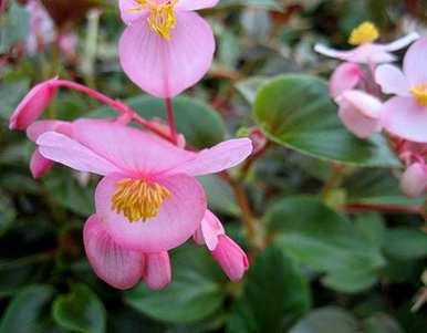 缃椾集鐗圭娴锋镓︽秋海棠花