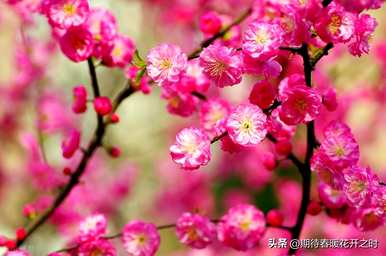 榆叶梅的花语寓意，单瓣榆叶梅的花语
