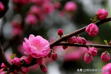 榆叶梅的花语寓意，单瓣榆叶梅的花语