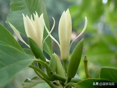 如何培育白兰花树，如何培育白兰花？