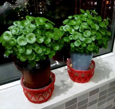 什么植物最适合客厅盆栽？客厅盆栽效果图