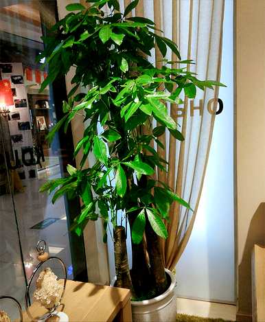 什么植物最适合客厅盆栽？客厅盆栽效果图
