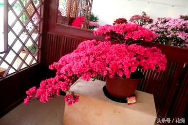 杜鹃花枯萎了怎么办？杜鹃花枯萎了怎么办？