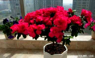 杜鹃花枯萎了怎么办？杜鹃花枯萎了怎么办？