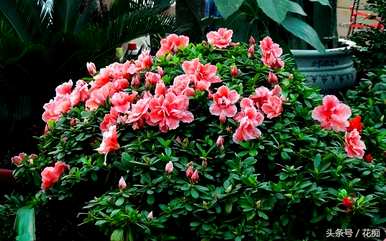 杜鹃花枯萎了怎么办？杜鹃花枯萎了怎么办？