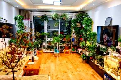 室内盆栽花卉有哪些大叶花卉？