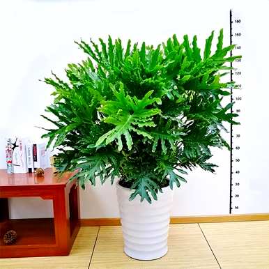 室内盆栽花卉有哪些大叶花卉？