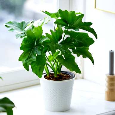 室内盆栽花卉有哪些大叶花卉？