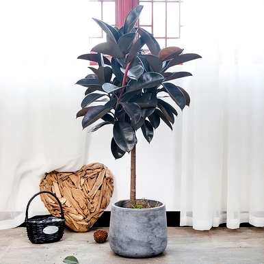 室内盆栽花卉有哪些大叶花卉？