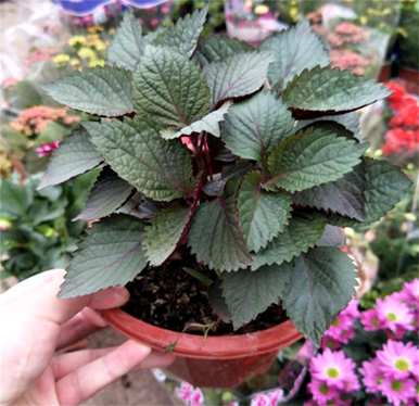 紫苏的种植时间和方法是什么，紫苏的种植时间和方法是什么？