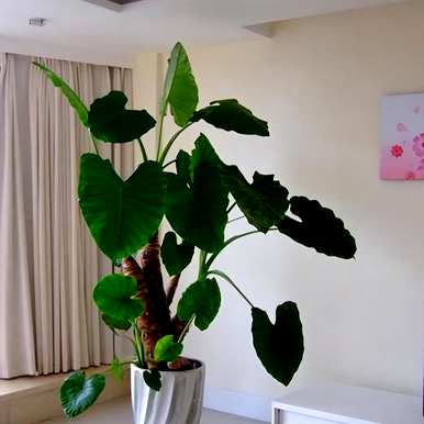 室内盆栽花卉有哪些大叶花卉？