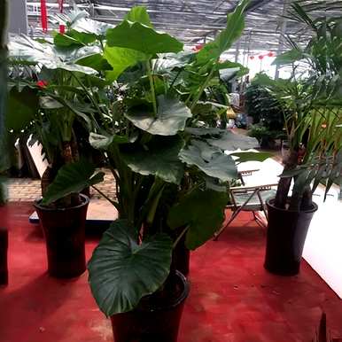 室内盆栽花卉有哪些大叶花卉？