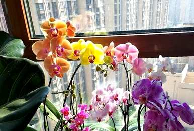 蝴蝶兰养护知识齐全，蝴蝶兰养护知识是什么？