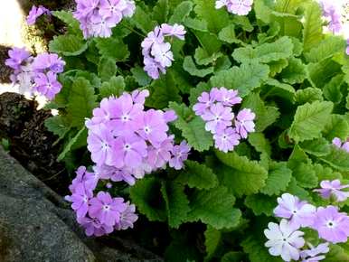 矢车菊常作为一年生草本花卉养护，一年生草本花卉有哪些？