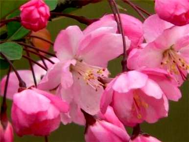 白垂丝海棠花，垂丝海棠怎么养？