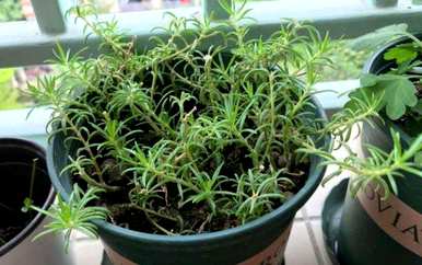 种植太阳花种子，如何种植太阳花种子？