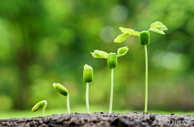 如何在农村种植佛手瓜，如何种植佛手瓜