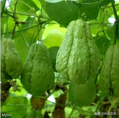 如何在农村种植佛手瓜，如何种植佛手瓜