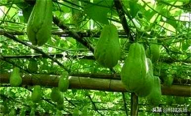 如何在农村种植佛手瓜，如何种植佛手瓜