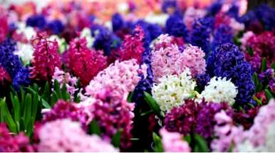 蓝风信子花的花语，什么是风信子花语？