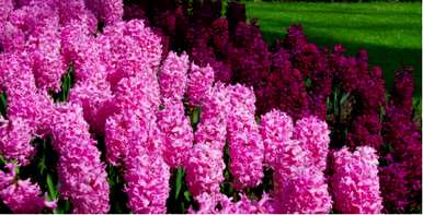 蓝风信子花的花语，什么是风信子花语？