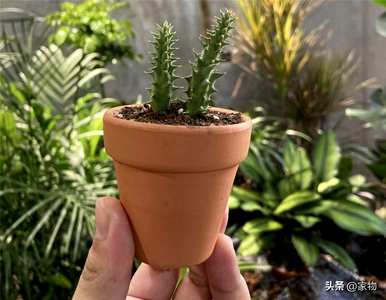 什么是室内植物容易饲养，什么是室内植物容易饲养耐热和驱蚊剂
