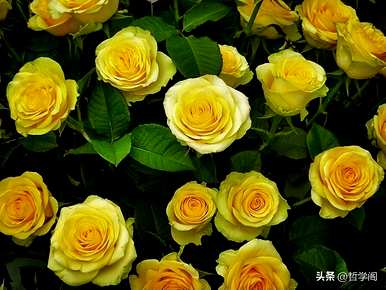 黄玫瑰代表什么，黄玫瑰代表什么？