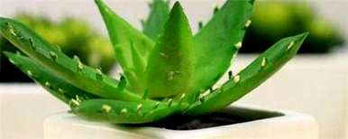 如何饲养金边芦荟盆栽，如何饲养盆栽芦荟