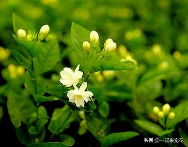 冬天怎么养茉莉花？冬天茉莉花的叶子都干了。