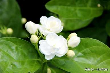 冬天怎么养茉莉花？冬天茉莉花的叶子都干了。