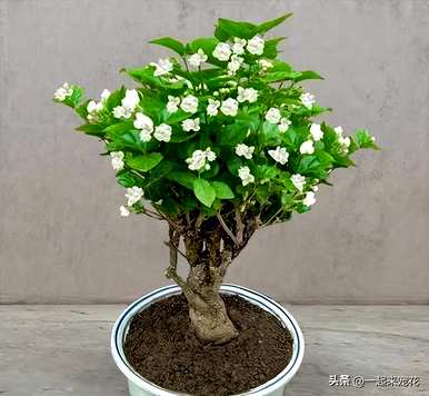 冬天怎么养茉莉花？冬天茉莉花的叶子都干了。