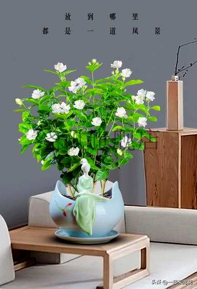 冬天怎么养茉莉花？冬天茉莉花的叶子都干了。
