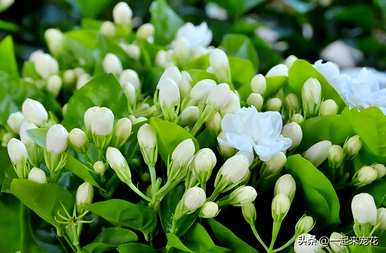 冬天怎么养茉莉花？冬天茉莉花的叶子都干了。