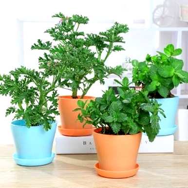 怎样做薄荷盆栽，盆栽薄荷怎么养？