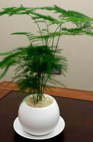 如何养殖文竹，如何养殖文竹兰花