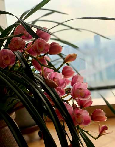大花蕙兰怎么养才能复花，大花蕙兰怎么养才能复花