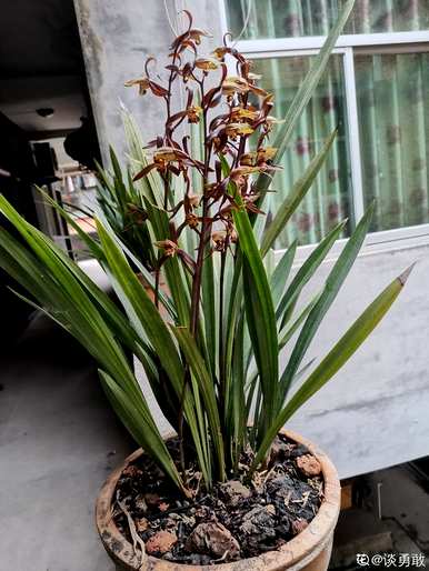 福娘香兰花好养吗？兰花怎么养？