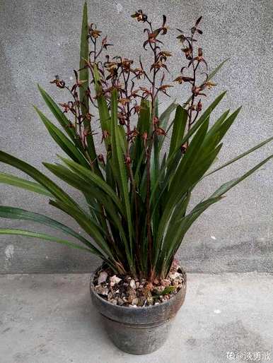 福娘香兰花好养吗？兰花怎么养？