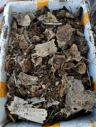 福娘香兰花好养吗？兰花怎么养？
