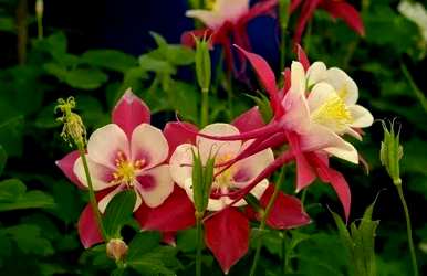 落叶宿根花有哪些？耐寒宿根花是落叶宿根花吗？