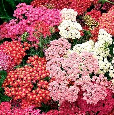 落叶宿根花有哪些？耐寒宿根花是落叶宿根花吗？