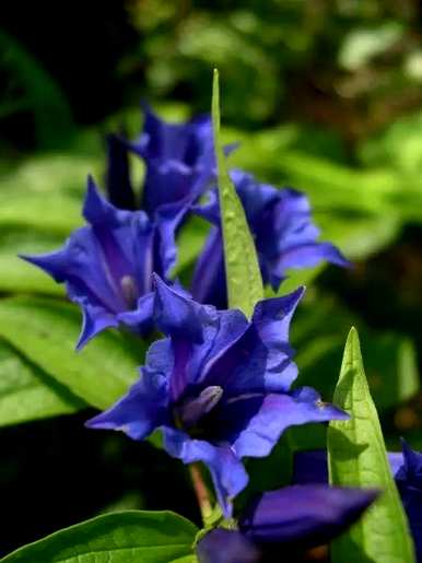 落叶宿根花有哪些？耐寒宿根花是落叶宿根花吗？