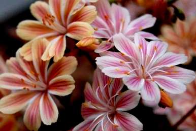 落叶宿根花有哪些？耐寒宿根花是落叶宿根花吗？